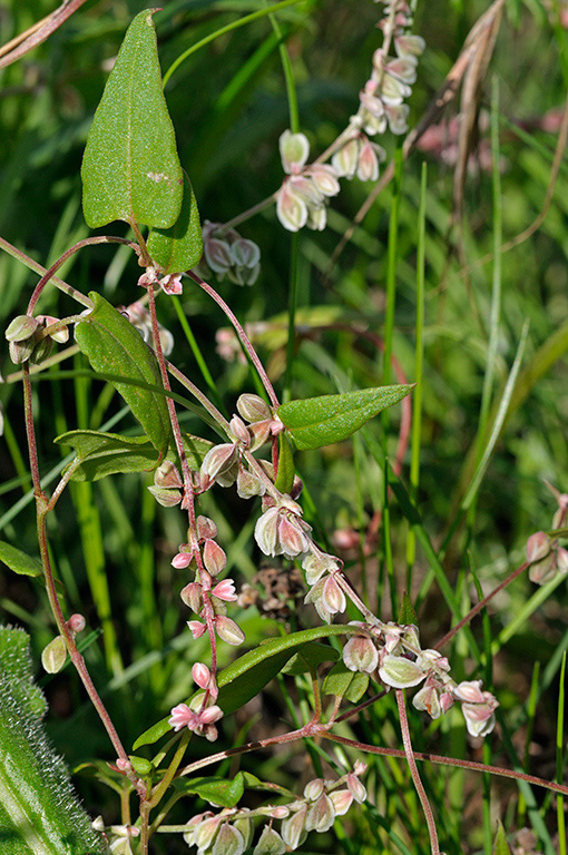 Fallopia_convolvulus_LP0385_12_Langley_Bottom