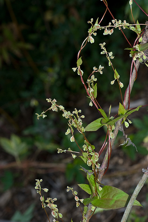 Fallopia_dumetorum_LP0224_97_Wisley