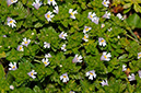 Euphrasia_nemorosa_LP0316_85_Fraser_Down