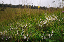 Euphrasia_pseudokerneri_LP0333_13_Box_Hill