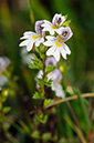 Euphrasia_pseudokerneri_LP0333_04_Box_Hill