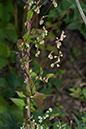 Fallopia_dumetorum_LP0224_98_Wisley