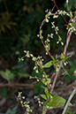 Fallopia_dumetorum_LP0224_97_Wisley