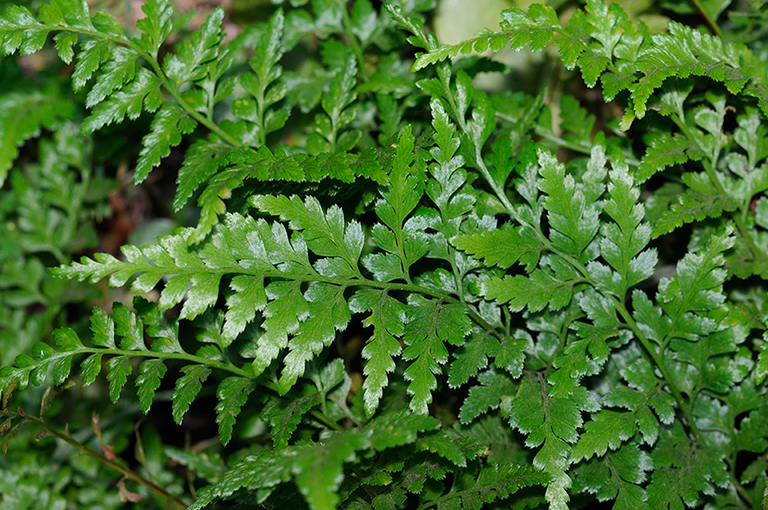 Asplenium_adiantum-nigrum_LP0312_67_St_Martha