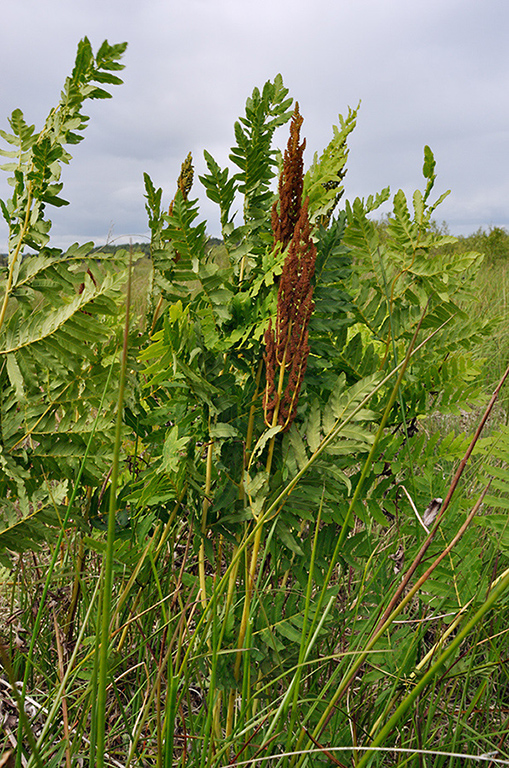 Osmunda_regalis_LP0233_85_Thursley