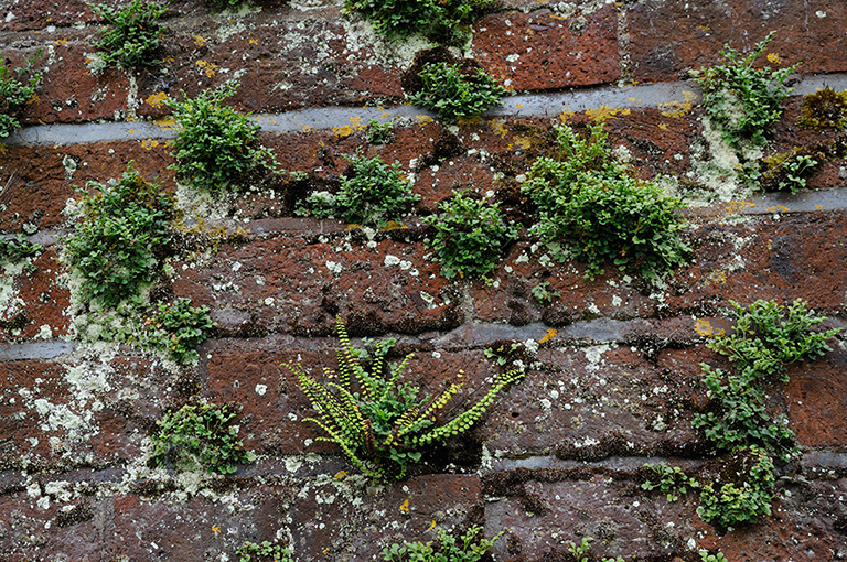 Asplenium_ruta-muraria_LP0317_78_Ham