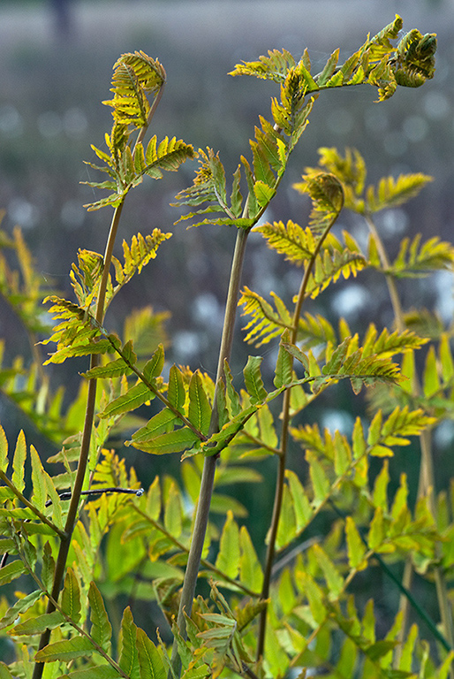 Osmunda_regalis_LP0132_34_Thursley