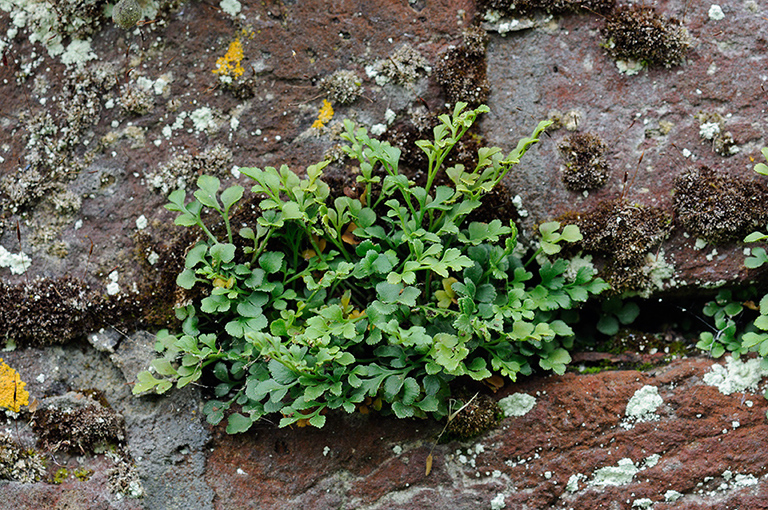 Asplenium_ruta-muraria_LP0317_81_Ham