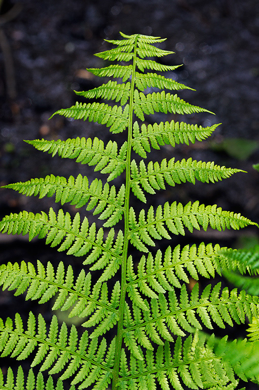 Athyrium_filix-femina_LP0359_18_Esher_Common