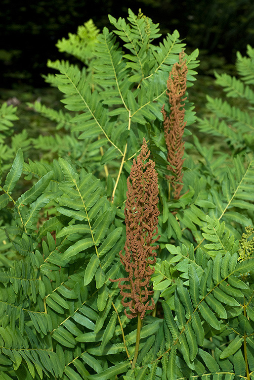 Osmunda_regalis_LP0149_01_Felcourt