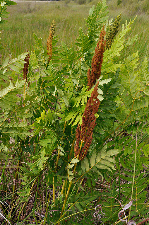 Osmunda_regalis_LP0233_82_Thursley