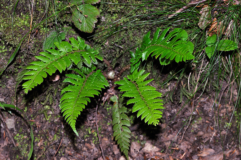 Polystichum_aculeatum_LP0249_25_Limpsfield_Chart