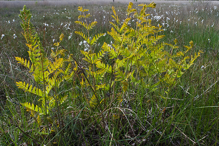 Osmunda_regalis_LP0132_35_Thursley