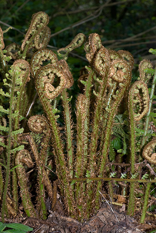 Dryopteris_affinis_LP0115_01_Kenley