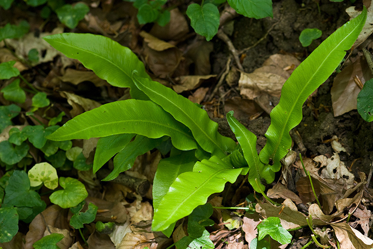 Phyllitis_scolopendrium_LP0123_16_St_Martha