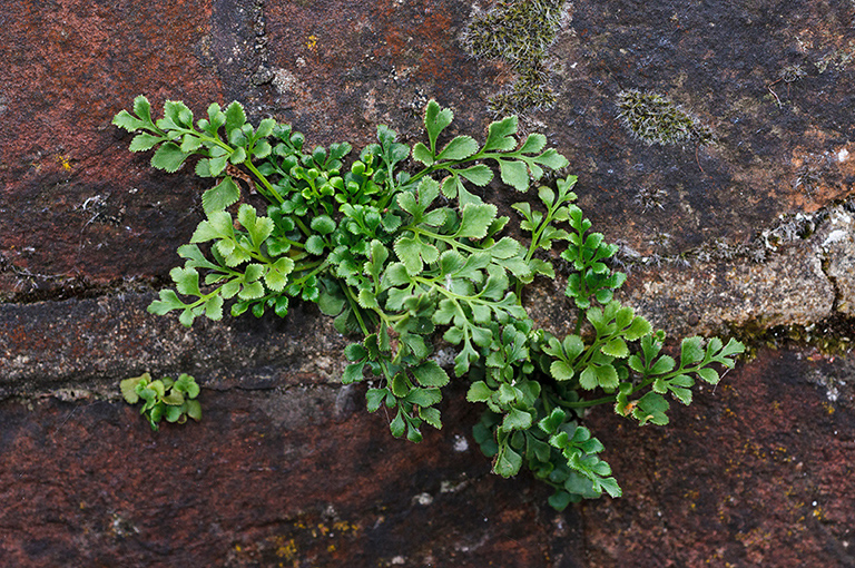 Asplenium_ruta-muraria_LP0415_01_Westhumble