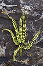 Asplenium_trichomanes_LP0212_18_Loddiswell