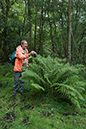 Athyrium_filix-femina_LP0221_24_Henley_Park