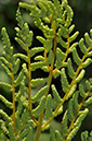 Osmunda_regalis_LP0230_45_Rowhill