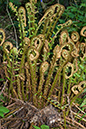 Dryopteris_affinis_LP0115_03_Kenley