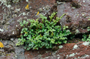 Asplenium_ruta-muraria_LP0317_81_Ham