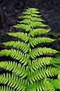 Athyrium_filix-femina_LP0359_18_Esher_Common