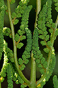 Osmunda_regalis_LP0230_43_Rowhill