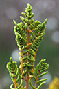 Osmunda_regalis_LP0132_39_Thursley