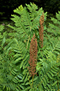 Osmunda_regalis_LP0149_01_Felcourt