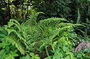 Polystichum_setiferum_LP0368_58_Chelsham