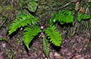 Polystichum_aculeatum_LP0249_25_Limpsfield_Chart