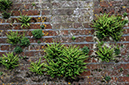 Asplenium_trichomanes_LP0317_76_Ham