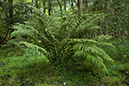 Athyrium_filix-femina_Athyrium_filix-femina_Henley_Park