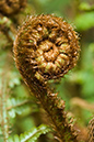 Dryopteris_affinis_LP0205_13_Walliswood