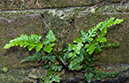 Asplenium_adiantum-nigrum_LP0450_46_West_Molesey