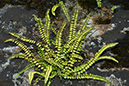 Asplenium_trichomanes_LP0059_04_Loddiswell