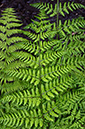 Athyrium_filix-femina_LP0359_13_Esher_Common