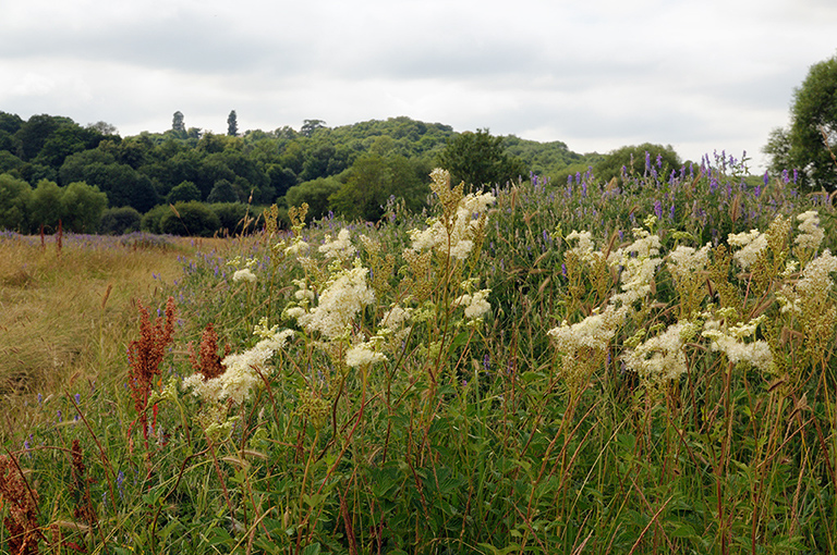 Filipendula_ulmaria_LP0376_54_Runnymede