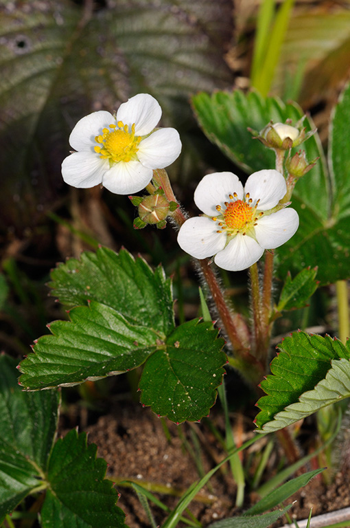 Fragaria_vesca_LP0307_56_Shere_Woodlands