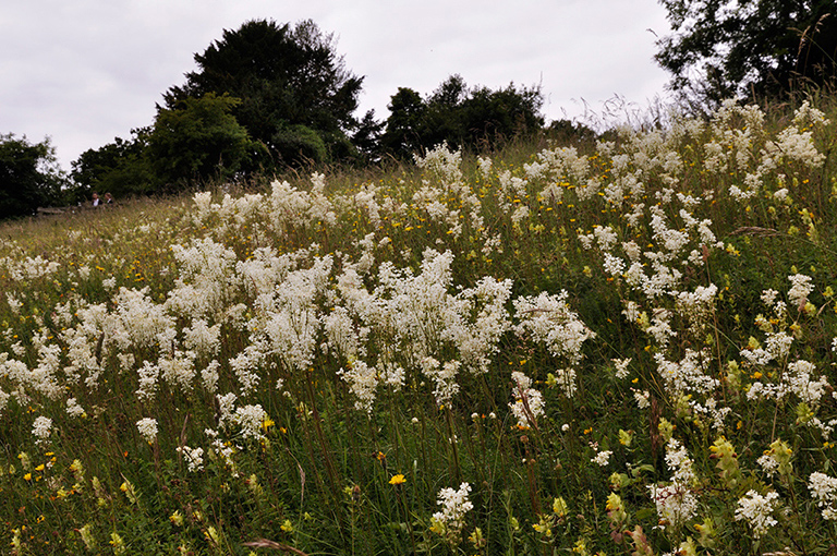 Filipendula_vulgaris_LP0274_100_Riddlesdown