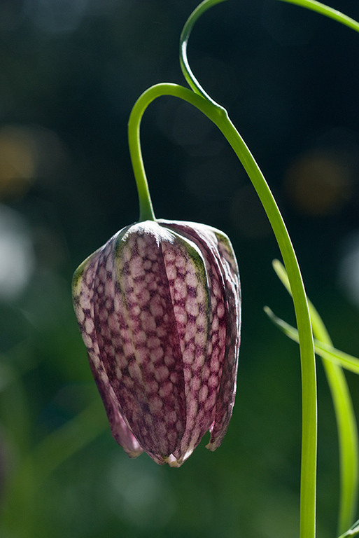 Fritillaria_meleagris_LP0112_35_Buckland