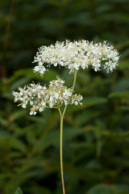 Filipendula_ulmaria_LP0071_09_Hedgecourt