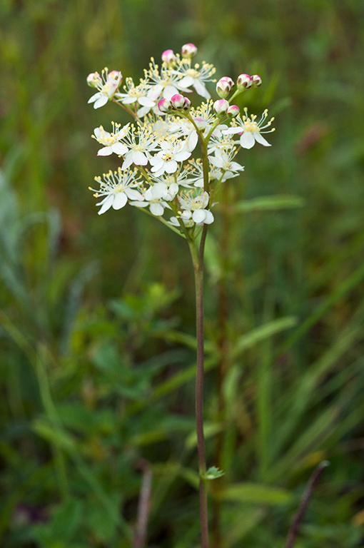 Filipendula_vulgaris_LP0681_54_Riddlesdown