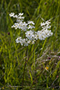 Filipendula_vulgaris_LP0146_30_Box_Hill