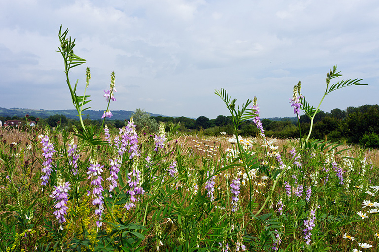 Galega_officinalis_LP0628_41_Nutfield_Marsh