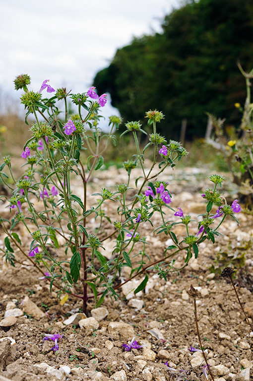 Galeopsis_angustifolia_LP0474_24_Langley_Vale_Wood