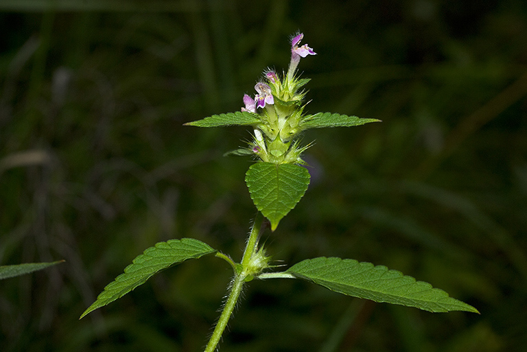 Galeopsis_bifida_LP0071_43_Hedgecourt