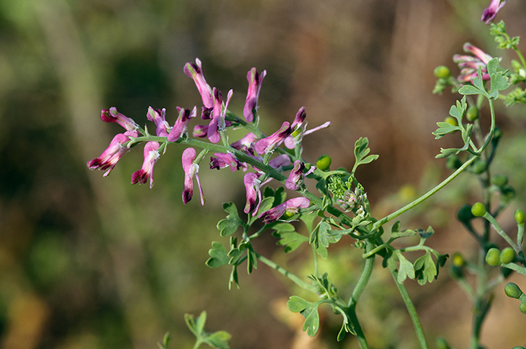 Fumaria_officinalis_LP0549_06_Langley_Vale