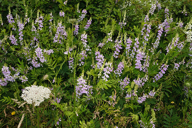 Galega_officinalis_LP0628_28_Nutfield_Marsh