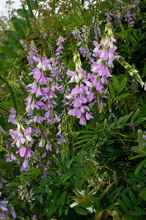 Galega_officinalis_LP0628_25_Nutfield_Marsh